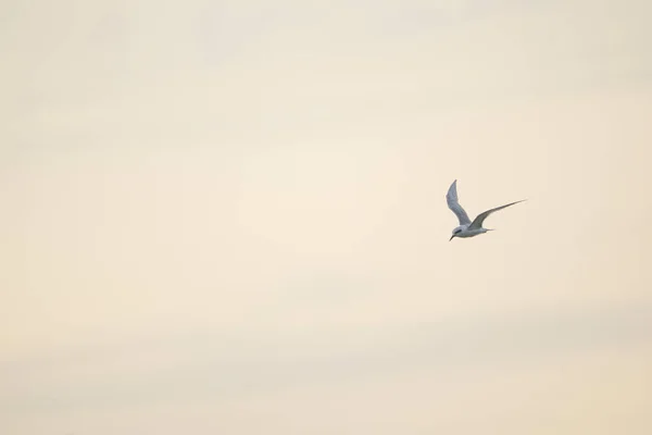 Brown Hooded Seagull Flying Sky — Stock Photo, Image