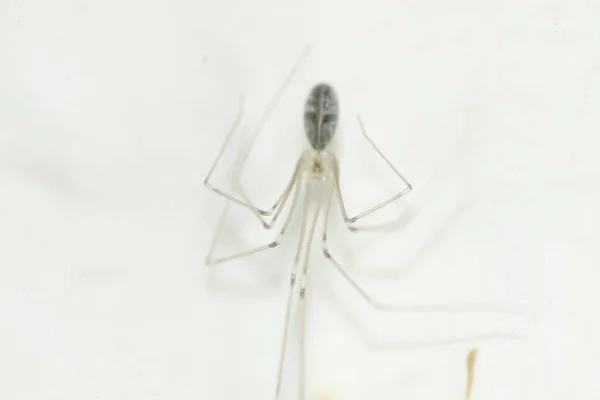 Beyaz Duvarda Asılı Örümcek — Stok fotoğraf