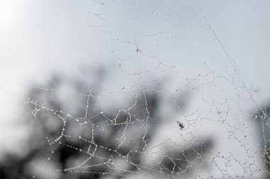 Arka plan örümcek ağı ve yağmur damlaları, bahçede