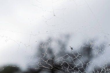 Arka plan örümcek ağı ve yağmur damlaları, bahçede   