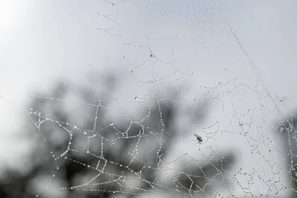 背景蜘蛛网和雨滴 在花园里 — 图库照片