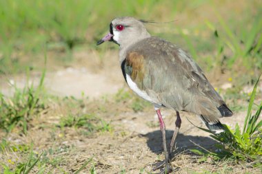 Yeşil çimlerin üzerinde güney kanadı