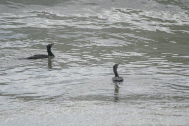 Bigua Karabatağı dalgalarda yüzüyor      