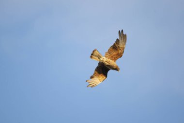 Mavi gökyüzünde uçan Chimango caracara