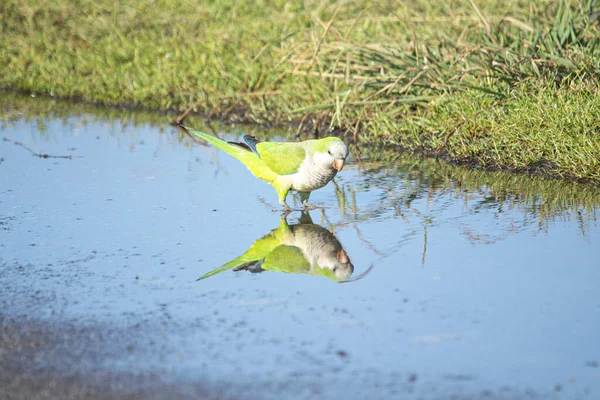 Monk parakeet drinking water on the pond