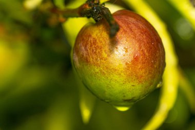 Ağaçtan sarkan erik   