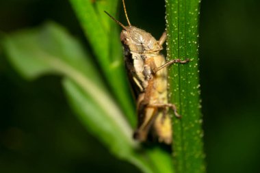 Çekirge bahçedeki yeşil bir sapın üzerine tünemiş.                                                  