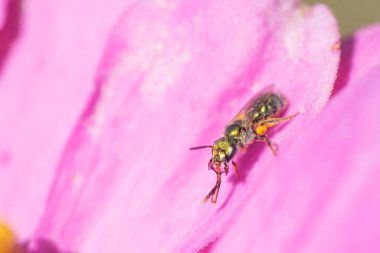 Mor bir çiçekte meyve sineği.