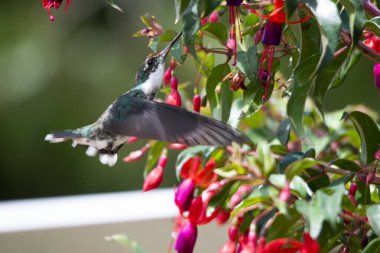 Sinekkuşu fuşya çiçeğinden nektar emiyor.