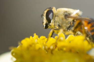 Sarı bir çiçeğe tünemiş bal arısı 