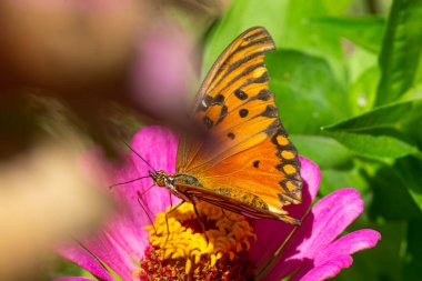 Gulf fritillary kelebeği mor bir zinnifiçiçeği nektaron emiyor.   