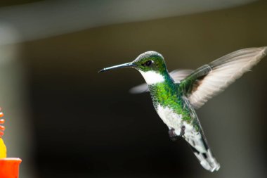 Sinekkuşu bahçedeki fritözden nektar emiyor.