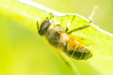 Bahçedeki yeşil yapraklı bal arısı