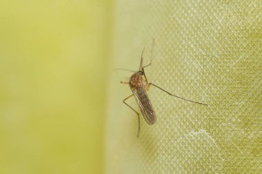 Banyo perdesine tünemiş sivrisinek.