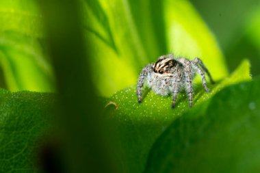 Yeşil yaprağın üzerinde zıplayan örümcek
