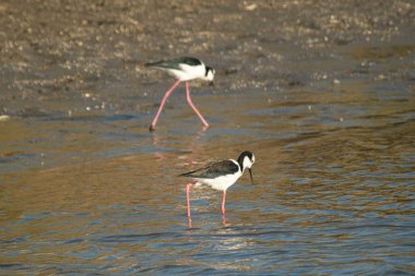 Beyaz sırtlı, gölde balık avlıyor.