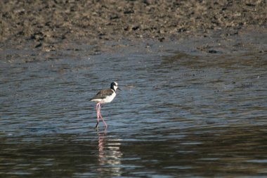 Beyaz sırtlı, gölde balık avlıyor.