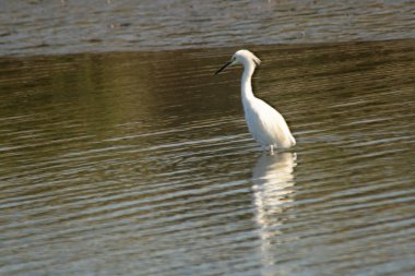 Beyaz balıkçıl gölde balık tutuyor.