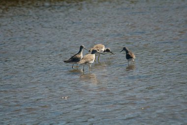 Lagünde, Mar Chiquita 'da, Buenos Aires' te, Arjantin 'de daha az sarı bacaklı balıkçılar.