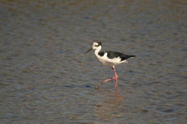 Beyaz sırtlı, gölde balık avlıyor.