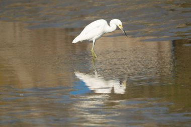 Beyaz balıkçıl gölde balık tutuyor.