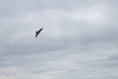 Mavi gökyüzünün altında uçan Chimango caracara