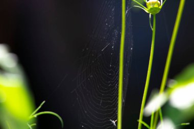 Bahçedeki örümcek ağı ve yeşil bitkiler