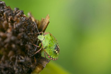 Çiçekteki buğday biti, bahçede