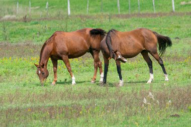 Atlar çayırda otluyor 