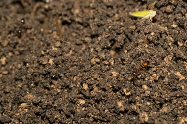 Bahçede Anthill Arjantin karıncaları