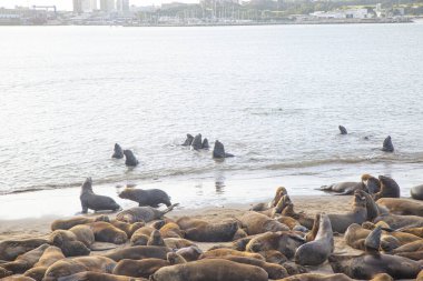 Mar del Plata limanında mevsimlik koloni