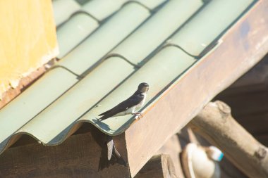 Çatıya tünemiş sıradan bir kırlangıç