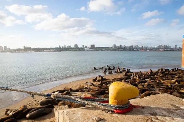 stock image Sealions colony in Mar del Plata port