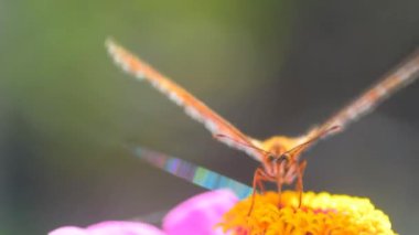 Bahçede mor bir zinnia çiçeğinin üzerindeki körfez sürmeli kelebek.