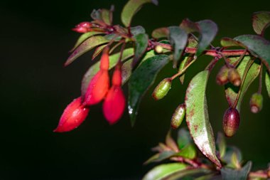 Fuchsia çiçeği Siyah arkaplan