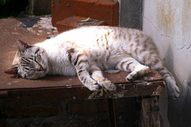 Metal bir masada uyuyan kedi.