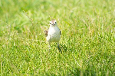 Arjantin tarlası yeşil alana tünedi.