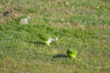 Keşiş papağanı yeşil çimlerde tohum yiyor.