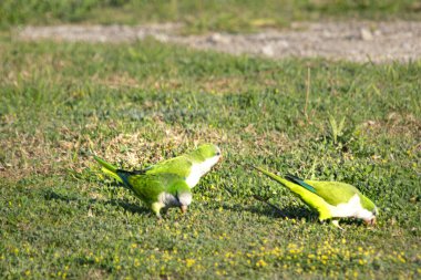 Keşiş papağanı yeşil çimlerde tohum yiyor.