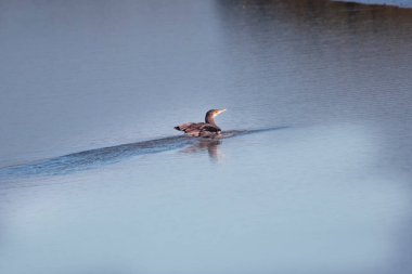 Ördek gölde yüzüyor.