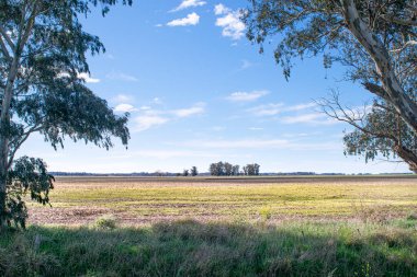 Arjantin çayırlarındaki manzara ve okalipus ağaçları