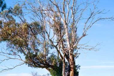 Eski ağaç dalları ve mavi gökyüzü