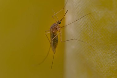 Banyo perdesine tünemiş sivrisinek.