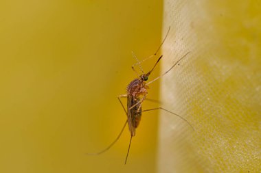 Banyo perdesine tünemiş sivrisinek.