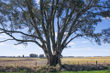 Arjantin Ağaçları ve çayırlarındaki manzara