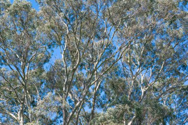 Ağaç dalları ve mavi gökyüzü