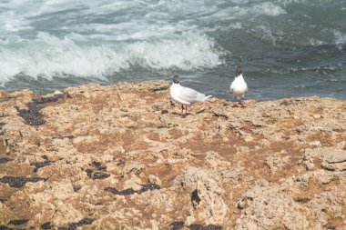 Kahverengi başlı martı kıyıya yakın bir kayaya tünedi.
