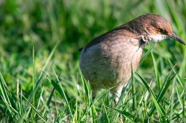 Ovenbird tarlaya tünedi