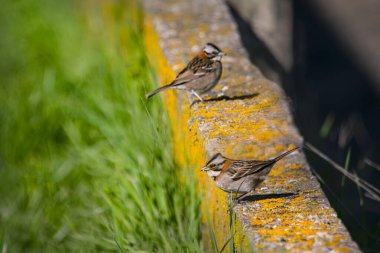 Sparrpows perched on a wall clipart