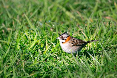 Yeşil çimenlere tünemiş paslı serçe.